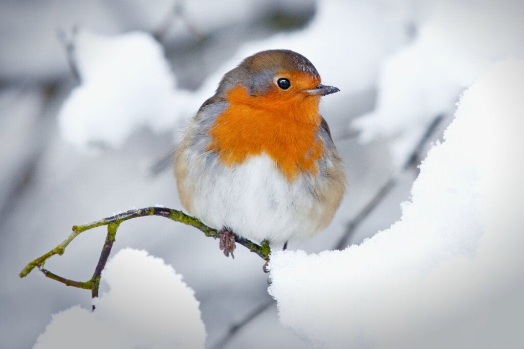De 10 meestvoorkomende vogels in Spanje