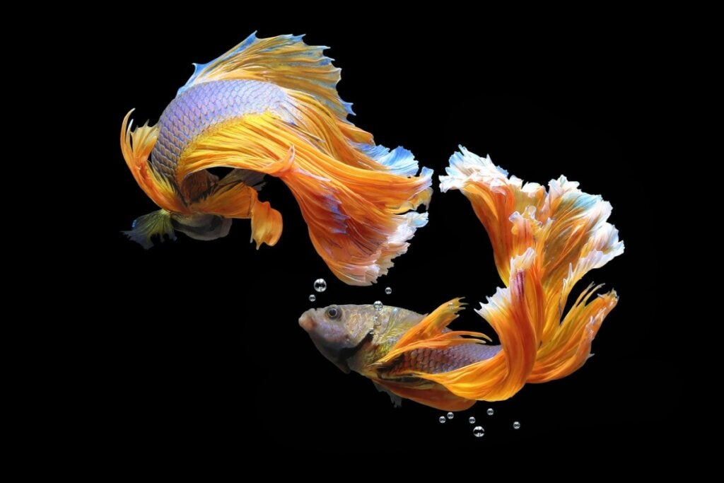 14 onverenigbare vissen in een aquarium