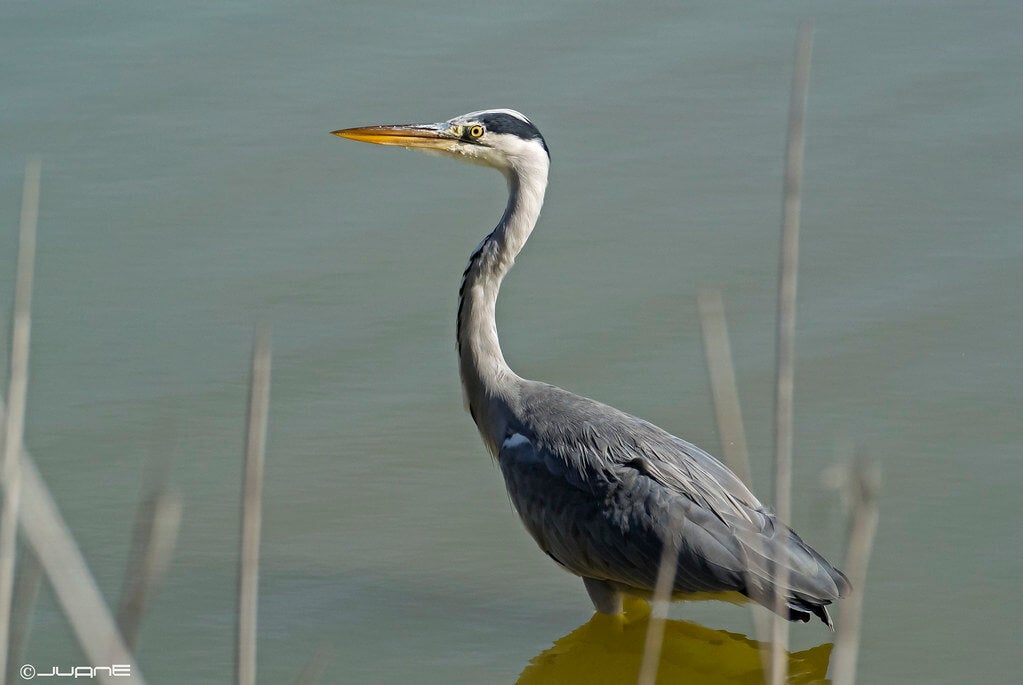 De blauwe reiger: habitat, kenmerken en rariteiten