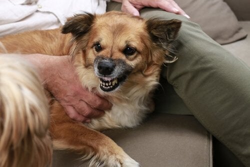 Hoe om te gaan met stress bij honden