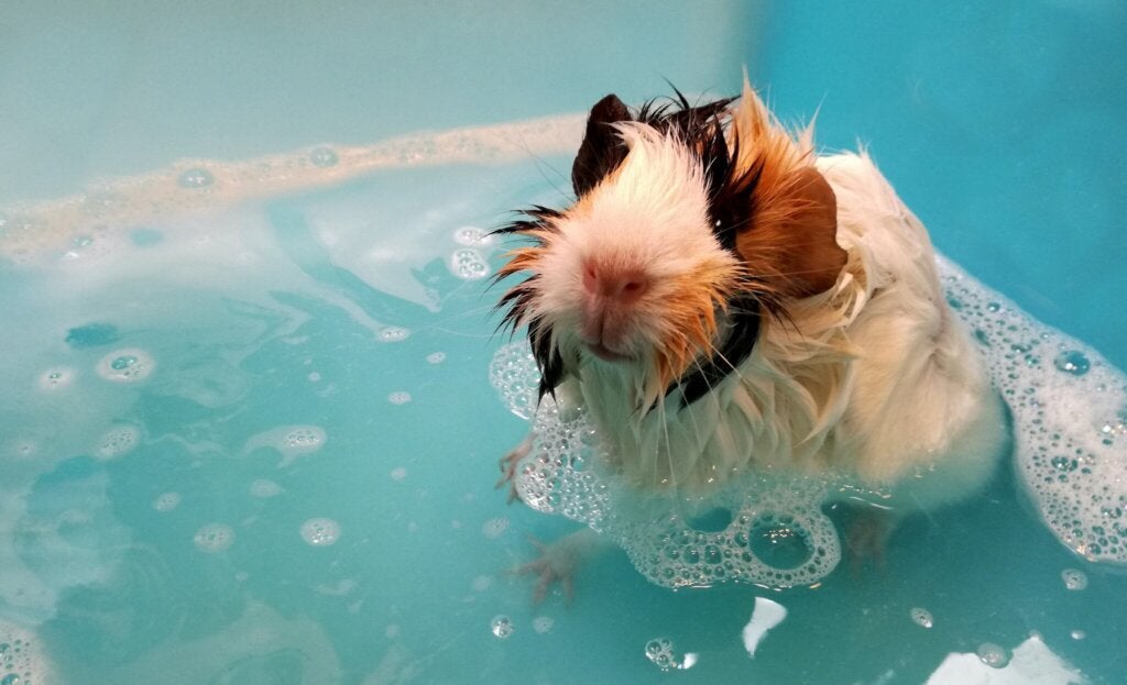 Een cavia thuis in bad doen: Veelgestelde vragen