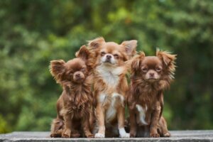4 soorten chihuahua's (en hun kenmerken)