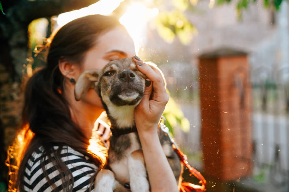 Aanbevelingen bij het adopteren van een volwassen hond