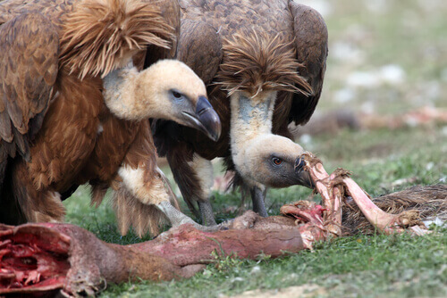10 aasetende vogels