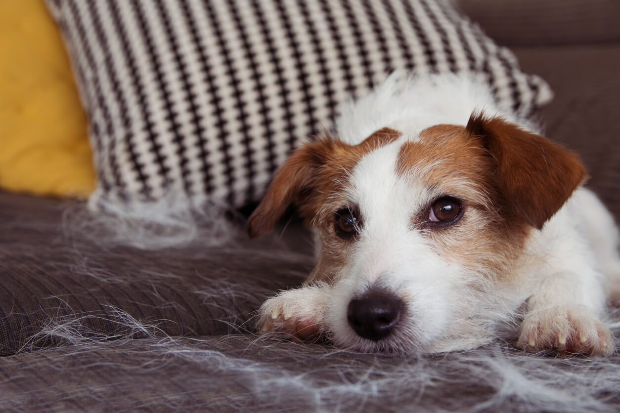 5 tips om snel dierenharen te verwijderen
