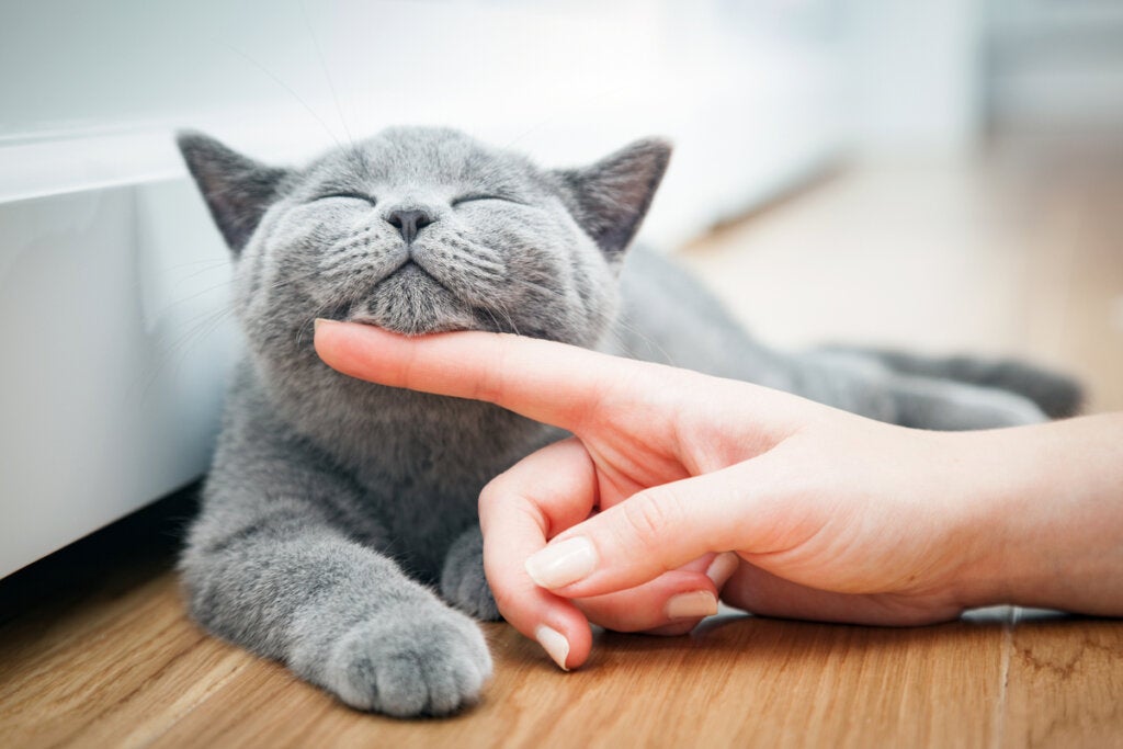 11 grijze kattenrassen