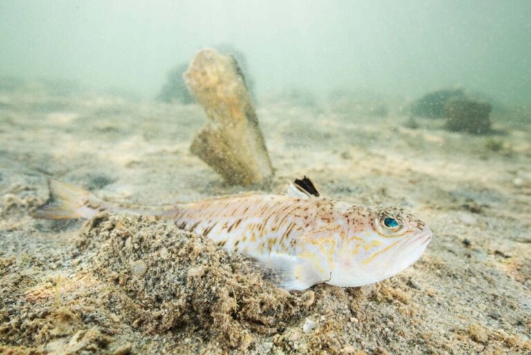 De grote pieterman: hoe zijn dodelijke gif te bestrijden