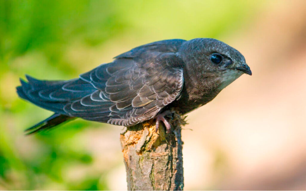 Gierzwaluw: de "voetloze" vogel