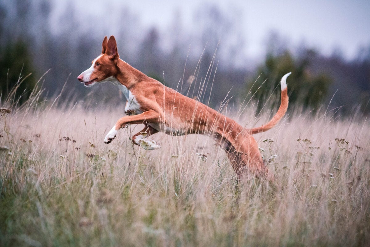 De Podenco ibicenco: kenmerken en verzorging